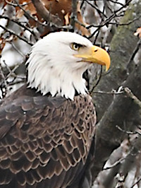 eagle